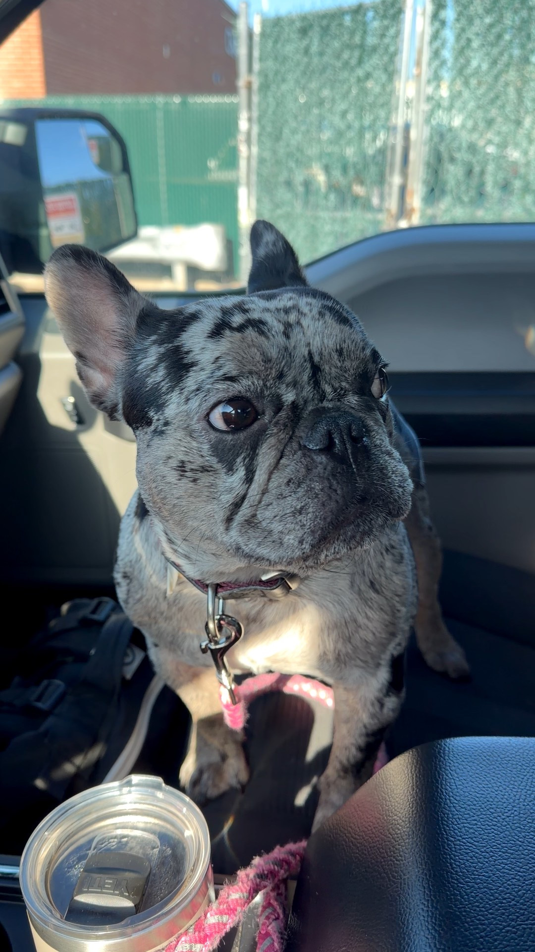 French bulldog essentials!! 

#LTKFindsUnder100 #LTKBeauty