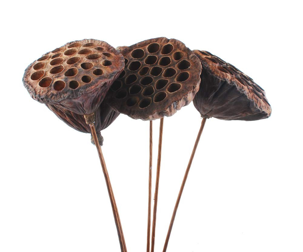 NWFashion 10PCS/Package Artifical Dried Brwon Lotus Pods with Stems(8-10CM) … | Amazon (US)