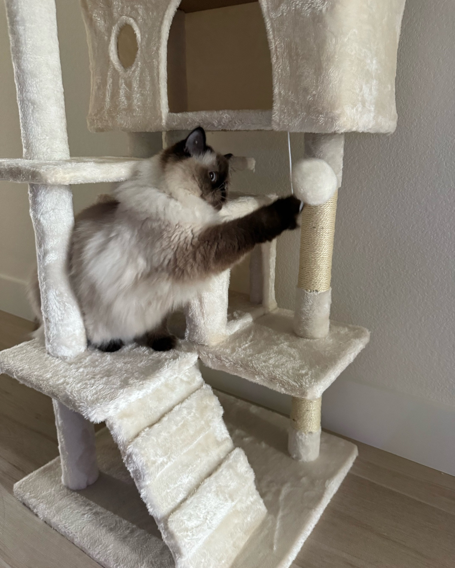 This cat tree was easy to put together and my cats love it! Such a good price too! #cats #pets #cattree #pethome

#LTKHome