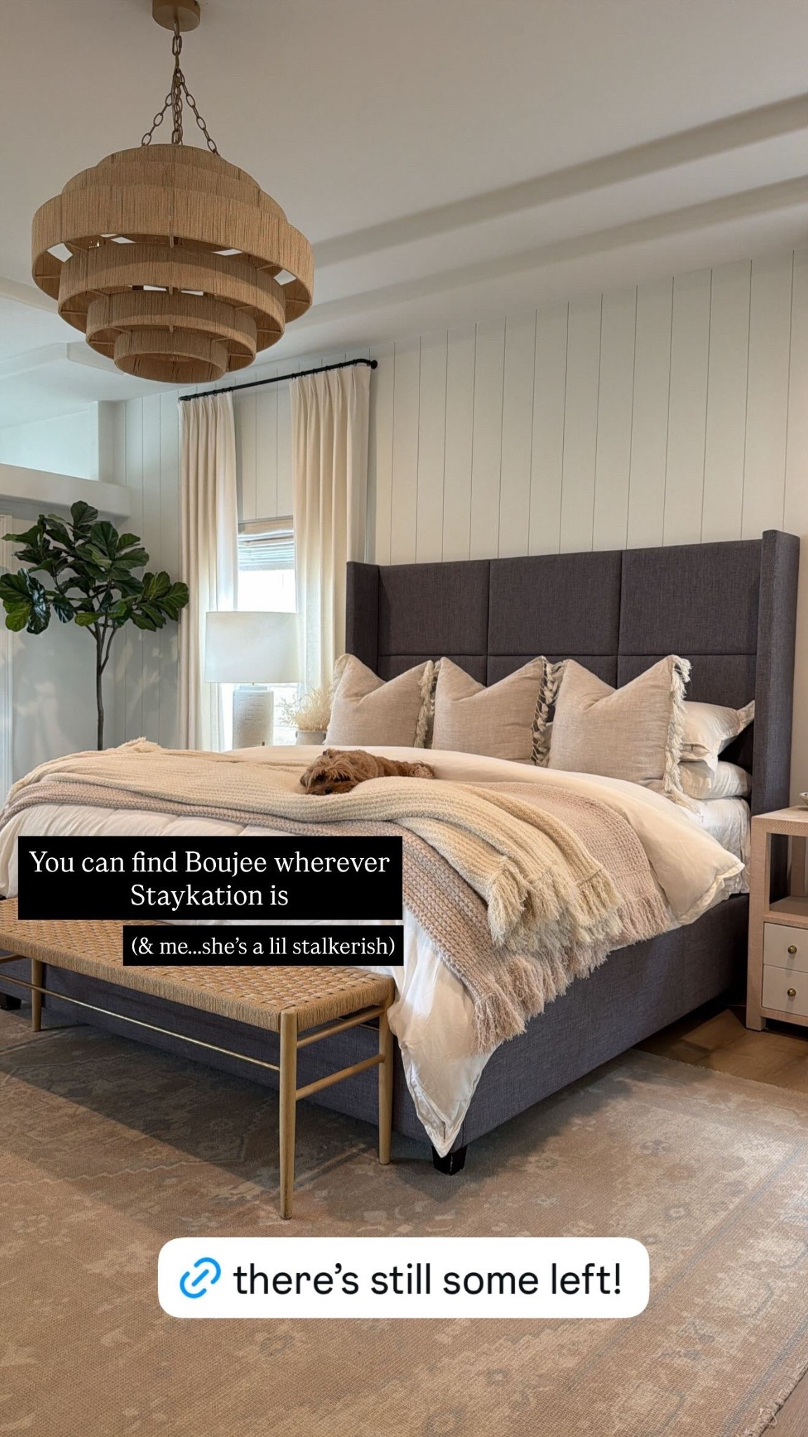 You can find Boujee wherever Staykation is (& me…..she’s a lil stalkerish)