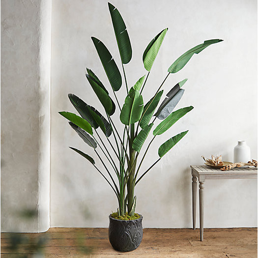 Faux Bird of Paradise, 7 | Terrain