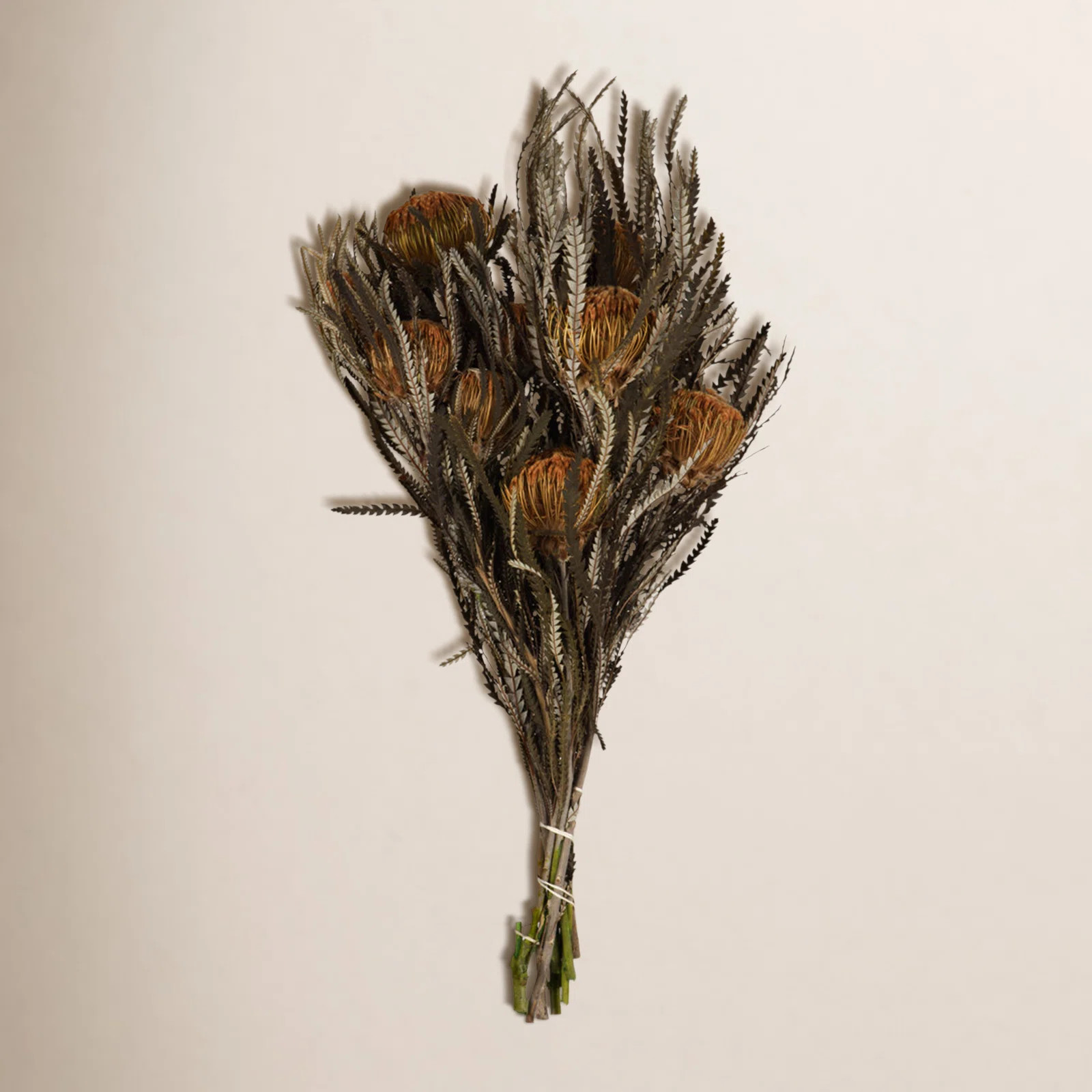 Banksia Stems | Joss & Main