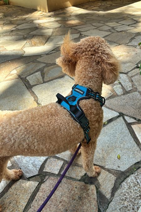 My dog Brofee got the most perfect new harness.  It’s comfortable and cute.  I love the blue on his Doodle coloring!  

He is my child!  

#LTKfamily #LTKfindsunder50 #LTKstyletip