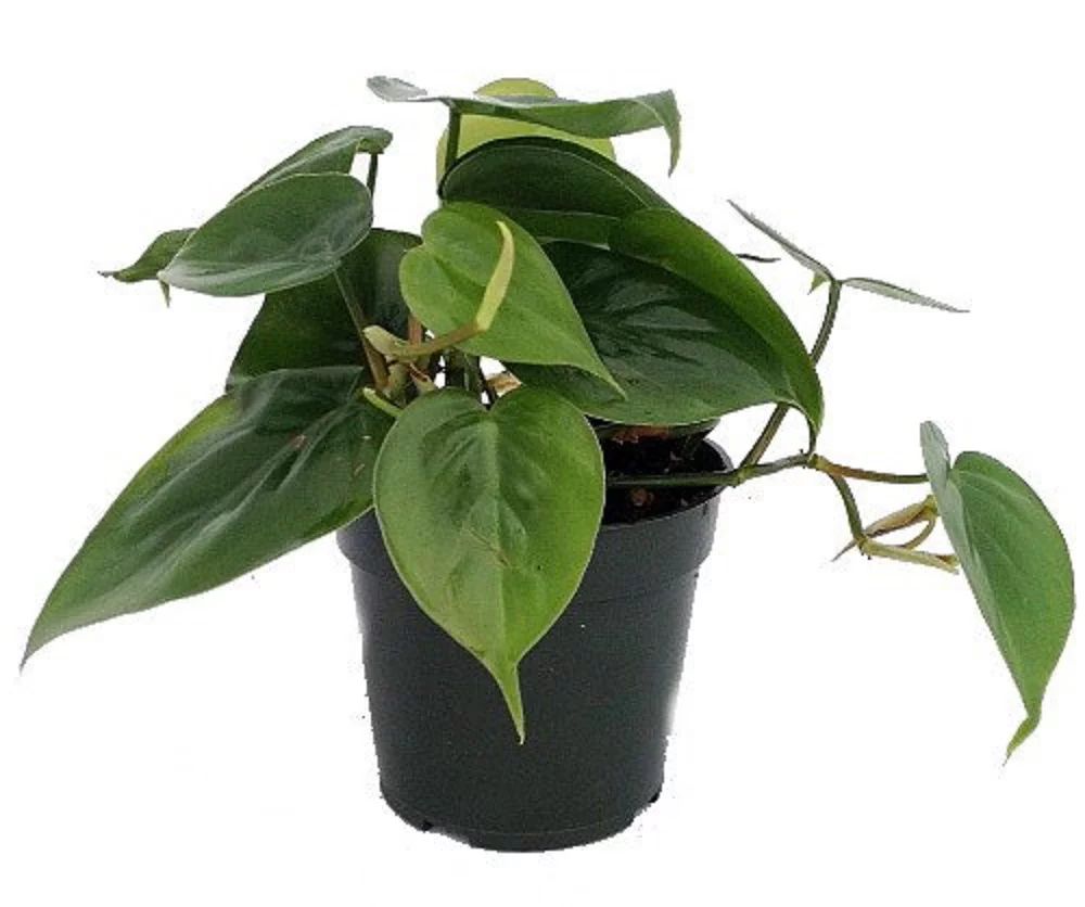 Hirt's Gardens Heart Leaf Philodendron - Easiest House Plant to Grow - 4" Pot | Walmart (US)