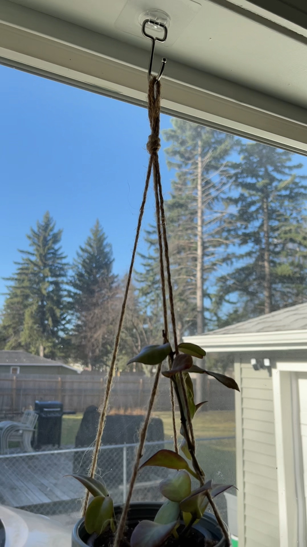 So far these adhesive hooks have been doing their job. 

Many people are saying they won’t last long but they’ve been up for a month with no give so I will report back. 

I don’t plan on putting anything bigger in these pots. These are strictly for 4 inch pots (maybe 3 or 5 inch pots sometimes) and the plants will be moved to another pot when the time comes! 

#plants #planthook #planters 

#LTKSeasonal #LTKfindsunder50 #LTKhome