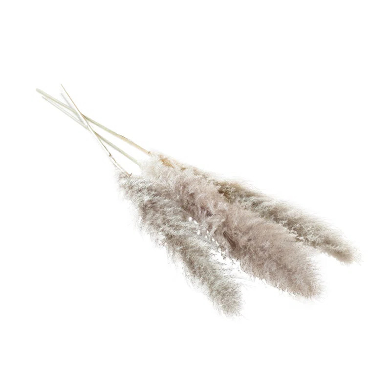 Pampas Grass Mixed Stem (Set of 3) | Joss & Main