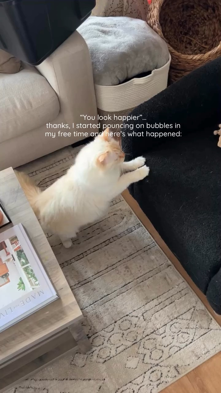 POV you’re a cat who just really loves bubbles & home decor 🫧

We just love the beige and black interior design look and feel, it’s giving Japandi vibes! 🤎 

#LTKmomlife #LTKHome #LTKmorningroutine