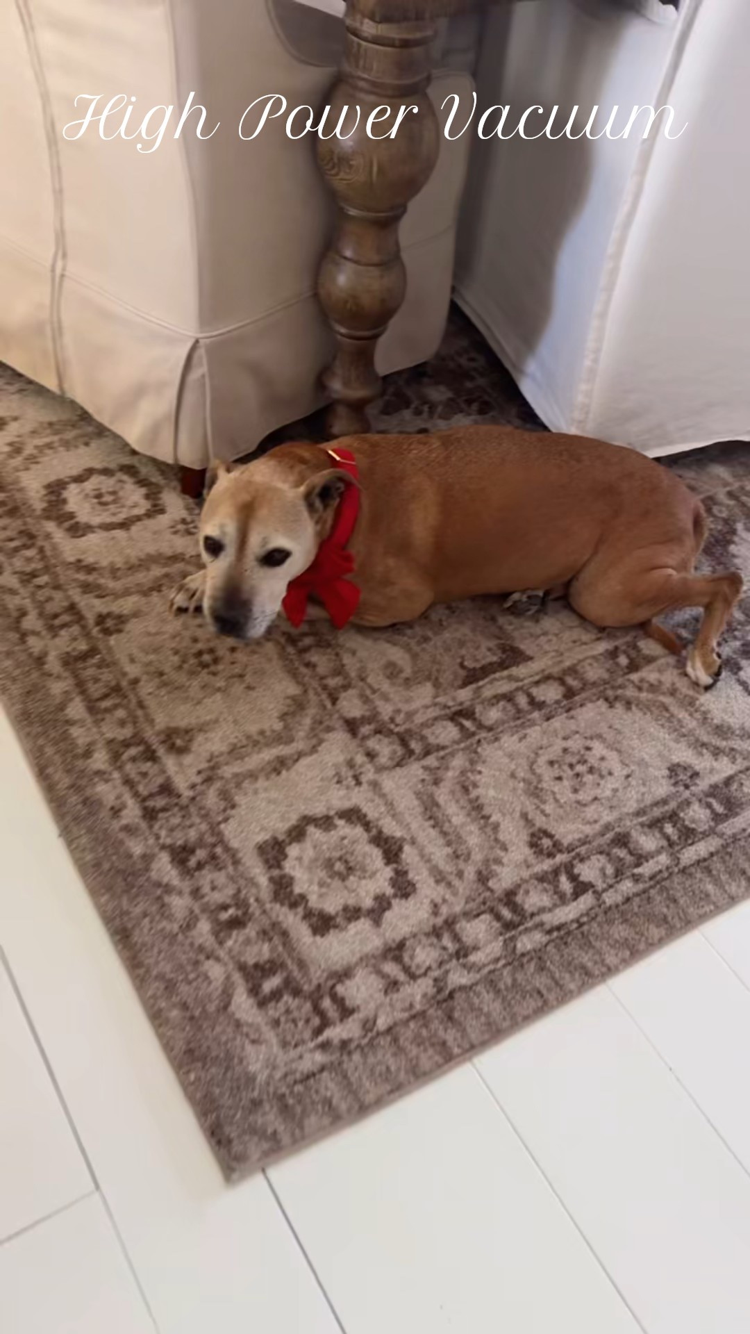 This Shark Lift-Away Corded Upright Vacuum is one of our favorites because of the extreme power it packs! It has direct detection and the added tools. 

#LTKHoliday #LTKHome #LTKGiftGuide