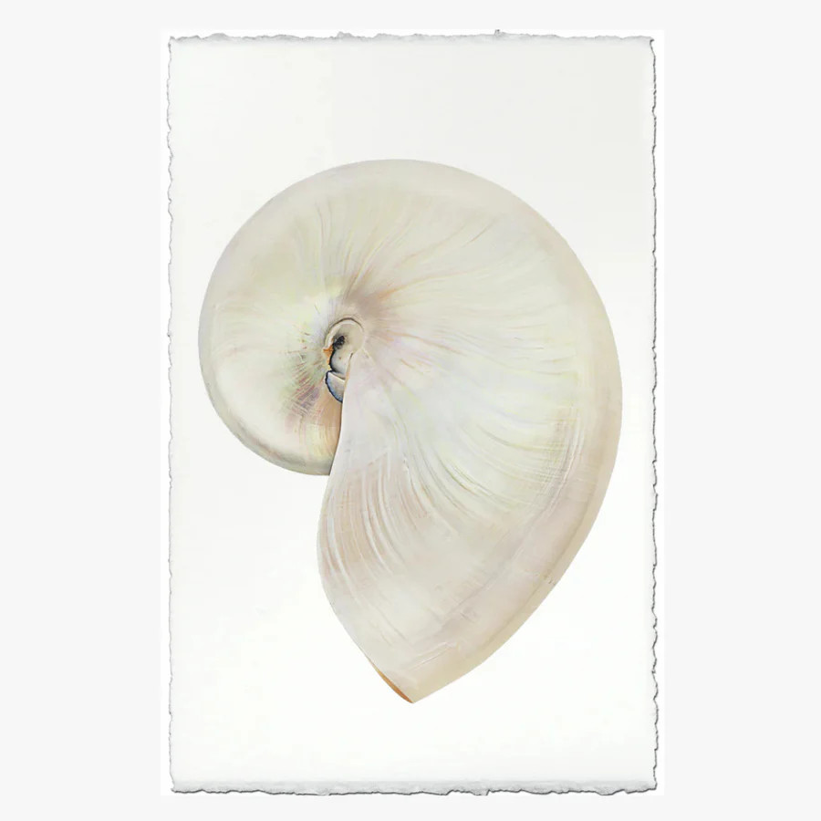 Pearly Nautilus Art Print | Dear Keaton