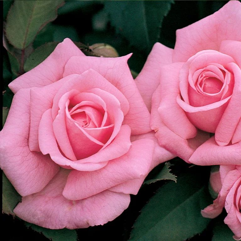 Belinda's Dream Shrub Rose by Heirloom Roses - Pink Flowers Perfect For Your Garden | Walmart (US)