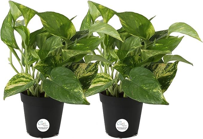 Costa Farms Devil's Ivy, Golden Pothos, Epipremnum, Very Easy to Grow, Black, 4-Inch, Grower Pot,... | Amazon (US)