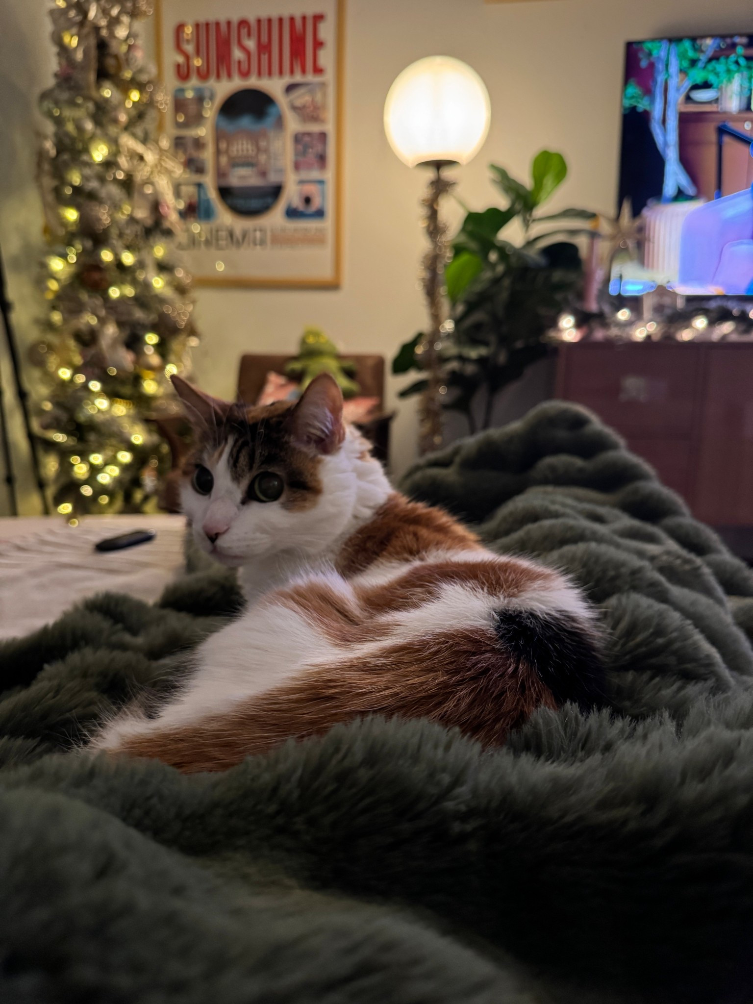 Hanging with Nala on our couch, wrapped in the coziest blanket that’s under $25!

#LTKGiftGuide #LTKmorningroutine #LTKHome