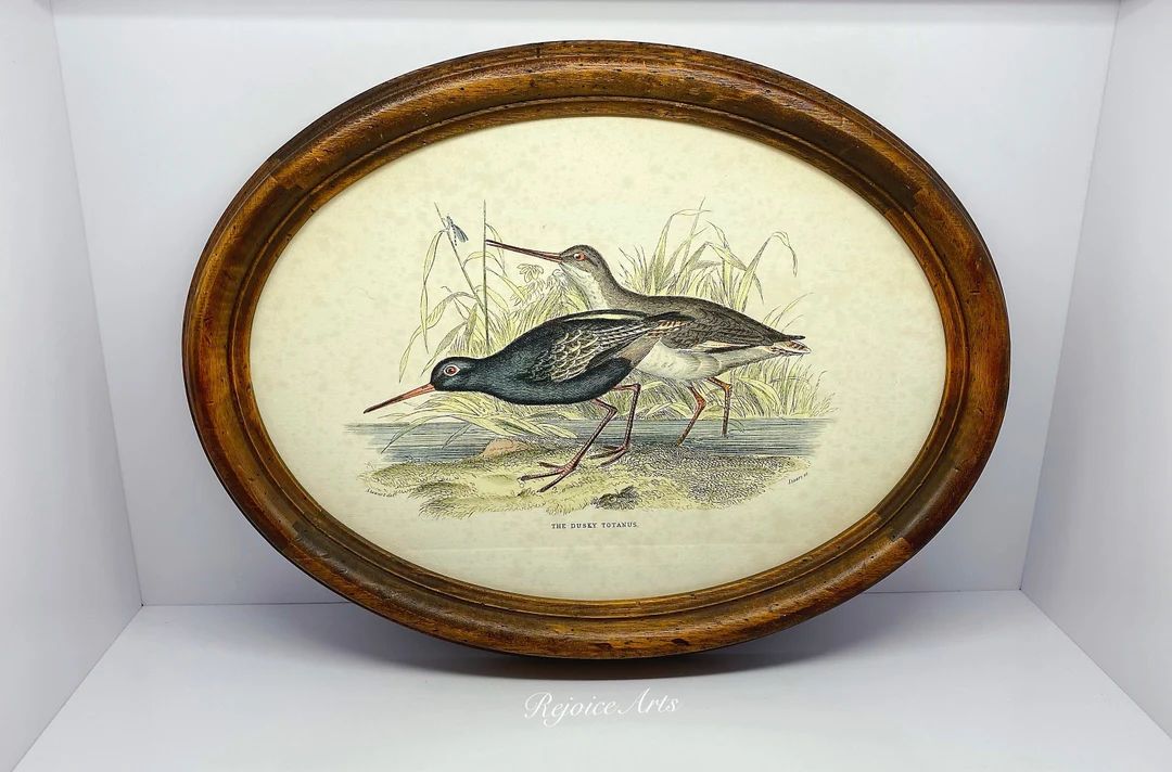 Vintage Oval Framed Bird Engraving the Dusky Totanus by Lizars and Stewart - Etsy | Etsy (US)