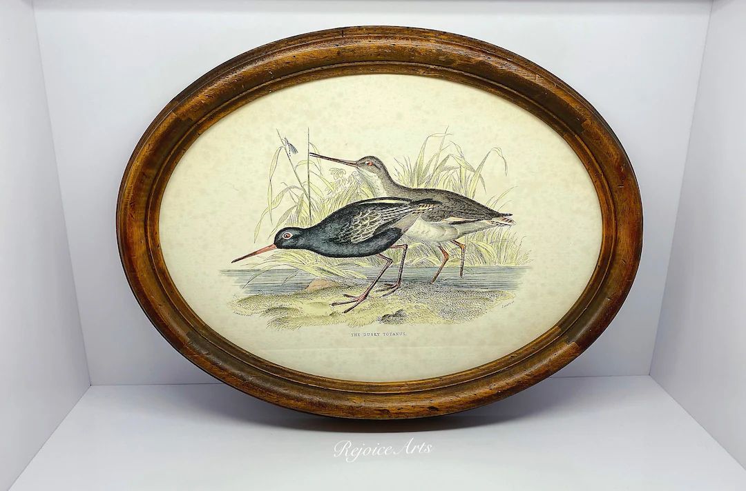 Vintage Oval Framed Bird Engraving the Dusky Totanus by Lizars and Stewart - Etsy | Etsy (US)