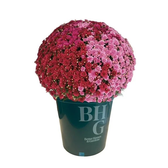 Better Homes & Gardens 2.5G Tricolor Mum Perennial Outdoor Live Plant Full Sun in Grower Pot | Walmart (US)