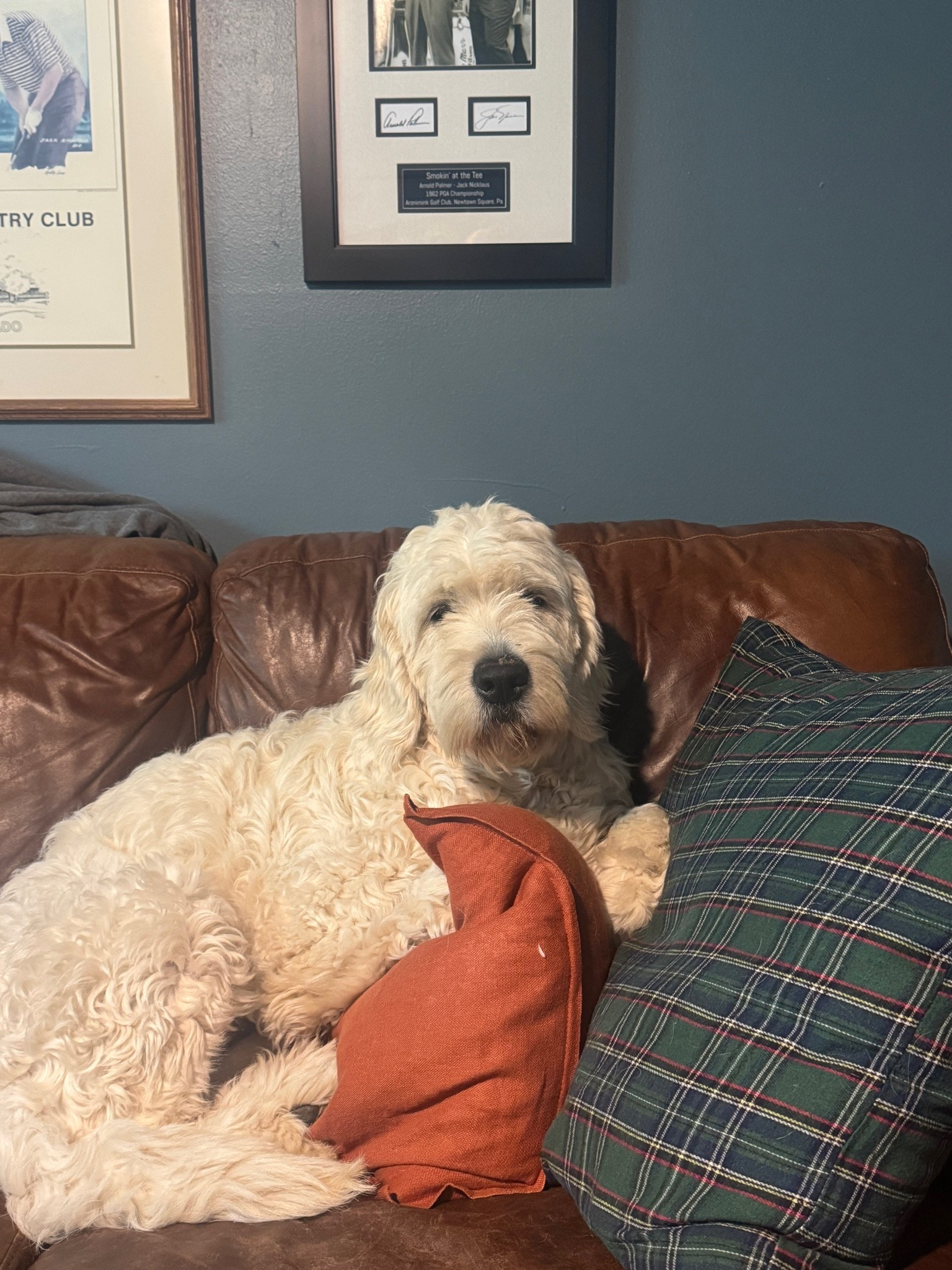 Remember Jake’s office remodel? Turns out everyone is enjoying the new space—not just him. 🐾
Deep slate blue walls, warm leather, and classic plaid make this the ultimate WFH corner (and clearly the top nap spot).
Shop the look to recreate this moody aesthetic!
#moodyoffice⁠ ⁠#officedecor⁠ ⁠#wfhstyle⁠ ⁠#leathercouch⁠ ⁠#slatebluewall⁠ ⁠#LTKhome⁠

#LTKU #LTKHome #LTKdayinmylife