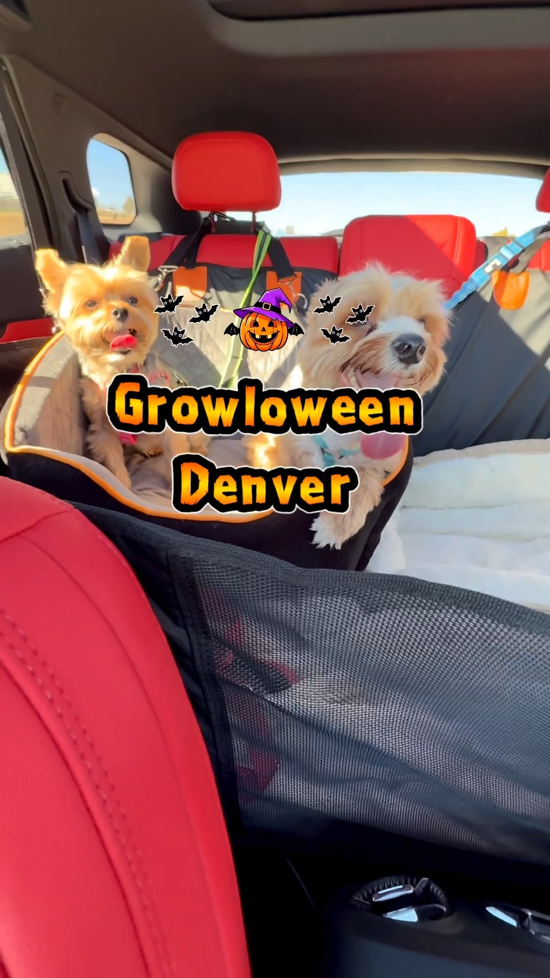 Halloween Dog Trick-Or-Treat Experience in Denver  

#LTKPets #LTKHalloween #LTKSaleAlert