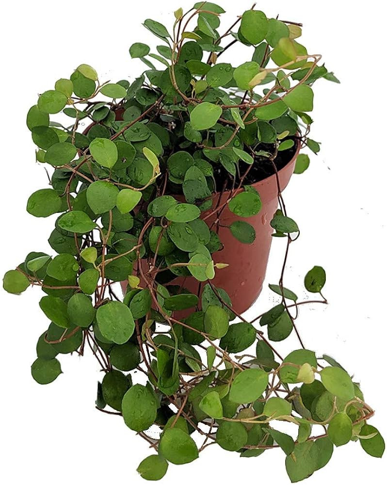 Hirt's Gardens Biblical Angel Vine - Muehlenbeckia -Houseplant/Terrarium/Fairy Garden-3.7" Pot | Amazon (US)