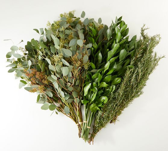 Live Ruscus, Seeded Eucalyptus & Rosemary Bunches | Pottery Barn (US)