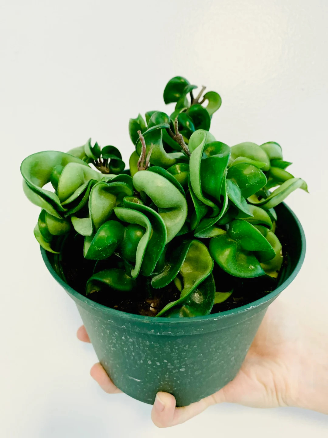 Hoya Compacta - Hindu Rope - Full Heads - Tropical Wax Plant - Available in Multiple Pot Sizes | Etsy (US)