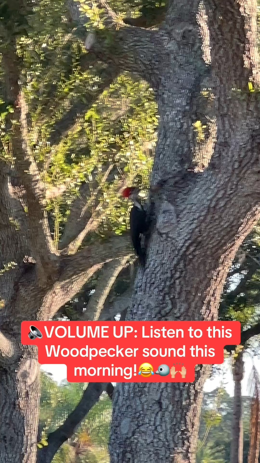 🐦Walking in my Hoka sneakers this morning, I came across this huge woodpecker. Listen 👂🏻 to this bird. So loud!🐦😂🙌🏼

#LTKSeasonal #LTKOver40 #LTKfitnessgoals #LTKTravel #LTKgrwm #LTKootd #LTKActive #LTKvlog