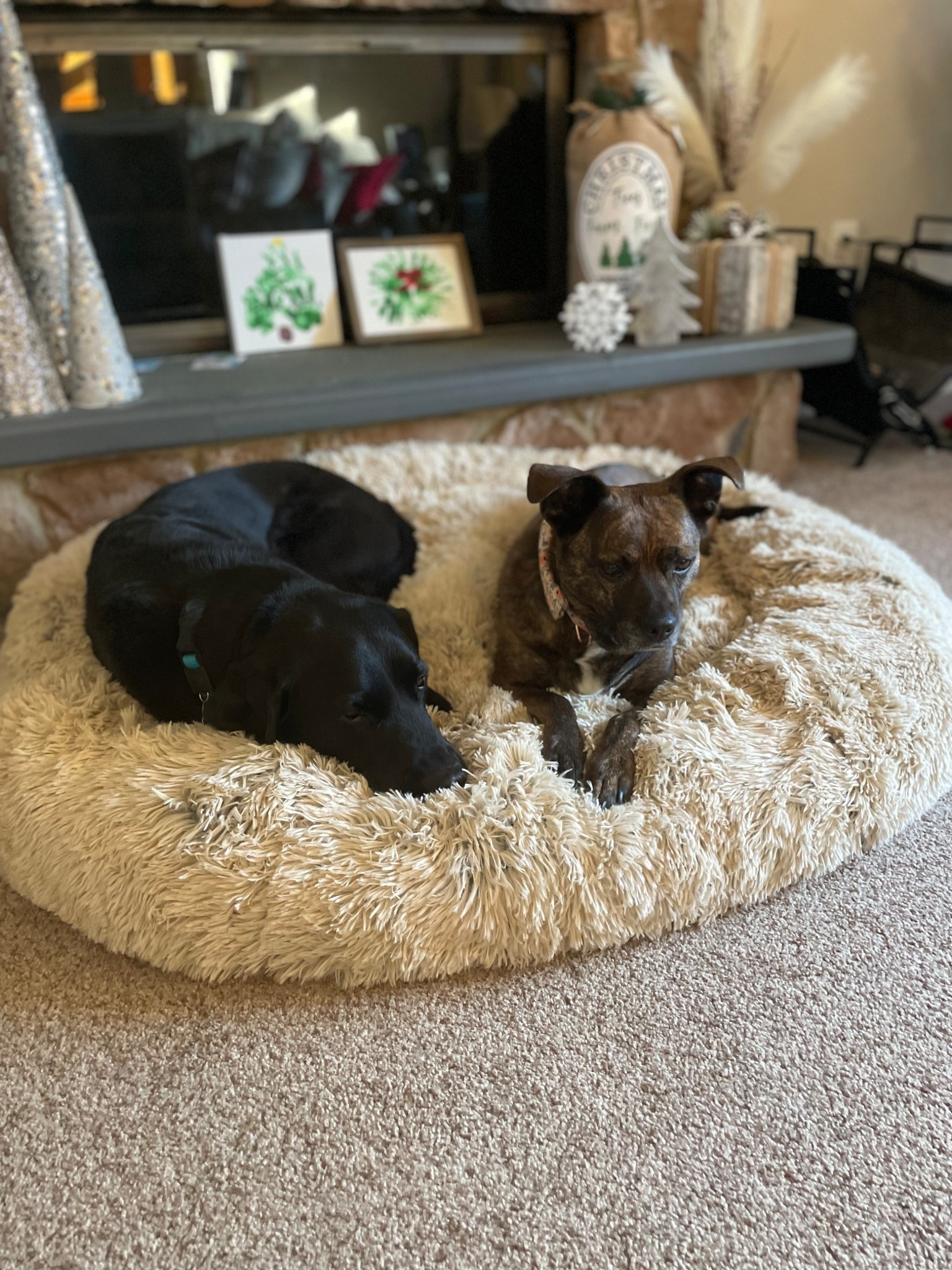 Your pups deserve maximum comfort too 💕

#LTKHome #LTKFamily #LTKPets