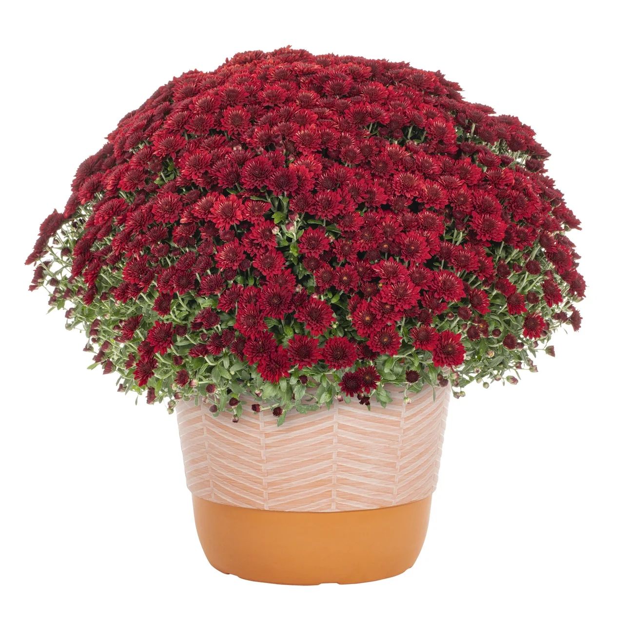 Better Homes & Gardens 1.5G Red Garden Chrysanthemum Plant Decorative Pot Sun | Walmart (US)