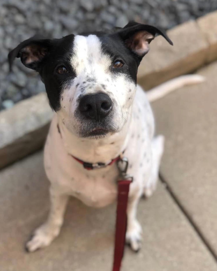 My best buddy crossed over the rainbow bridge after 13.5yrs together. 🌈 Got him the perfect memory keepsake trunk to honor my soul dog. Adopt don’t shop! Also got him an acrylic display holder for his favorite laser pointer. 🥹#LTKGiftGuide 

#LTKdayinmylife #LTKHome