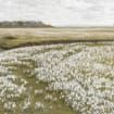 Spring Meadow Painting | Vintage Landscape Print | Country Field PRINTABLE Digital | 990 | Etsy (US)