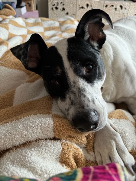 Josie loves this blanket. So cozy!

#LTKfindsunder50 #LTKsalealert #LTKhome