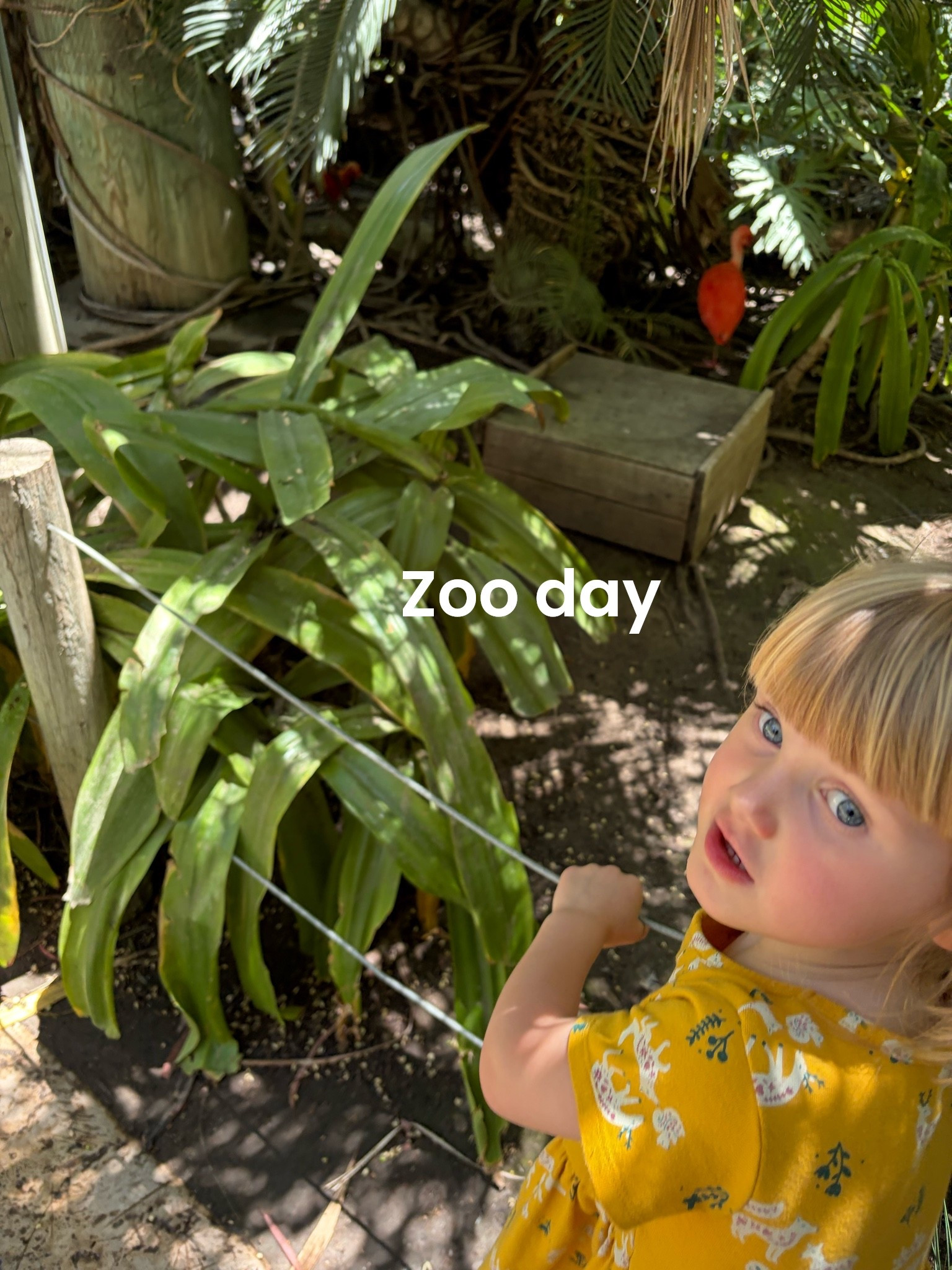 Zoo day! Carters is having a sale 🌸✨🧡 the girls loveeee there summer dresses they have & the bluey sets 
 #kids #toddlergirls #summerstyle

#LTKKids #LTKSeasonal #LTKSaleAlert