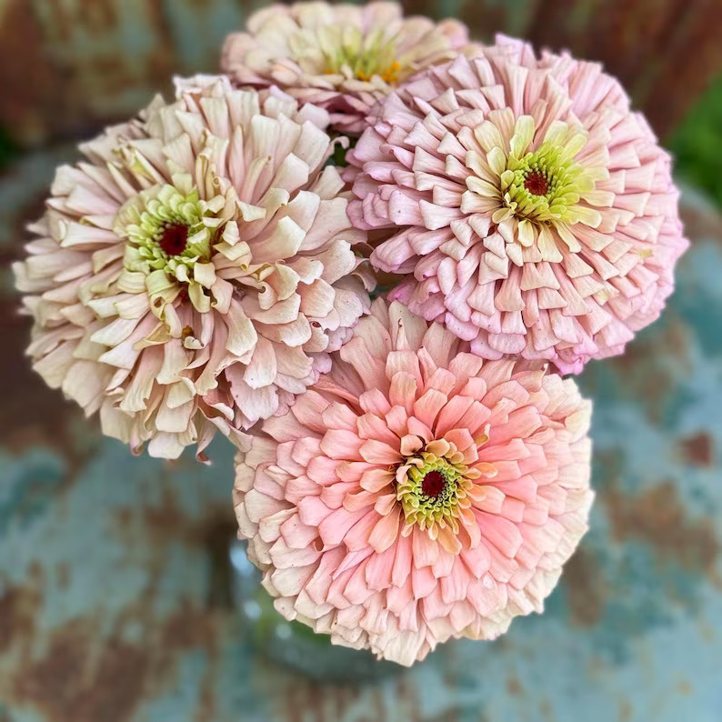 Ballerina Zinnia Seeds, Pale Zinnias for Cut Flower Gardens | Etsy (US)