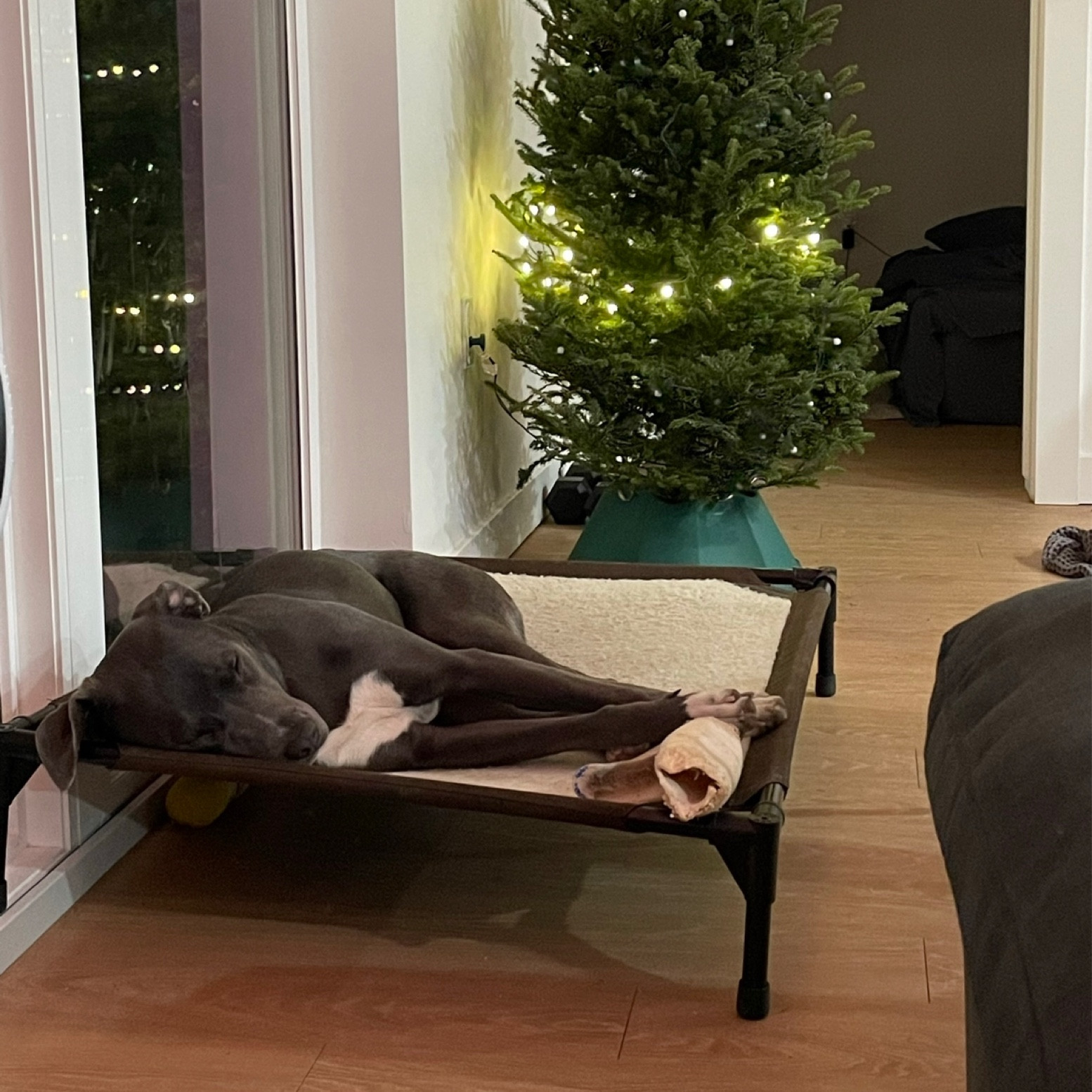 dunes warming elevated bed! one of my fav purchases of 2022