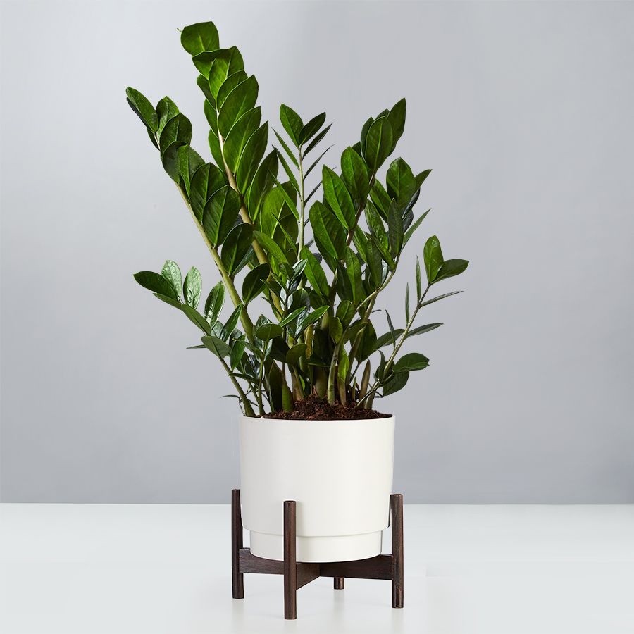 ZZ Plant (Zamioculcas Zamiifolia) | plants.com