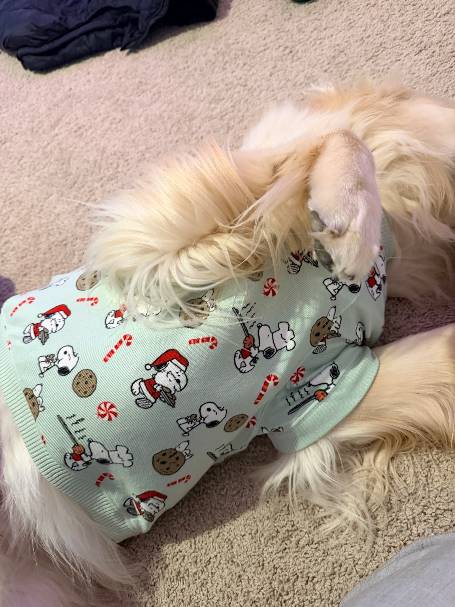 🤭🤭🤭

#LTKHoliday #LTKGiftGuide #LTKPets