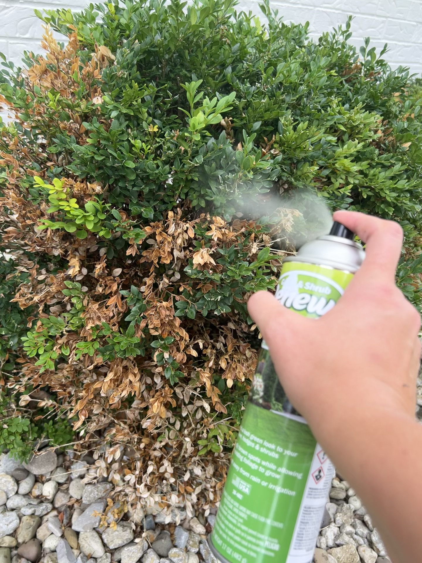 Landscape green bush spray paint, dead plants realistic looking coloring, plants, shrubs

#LTKhome #LTKSeasonal #LTKunder50