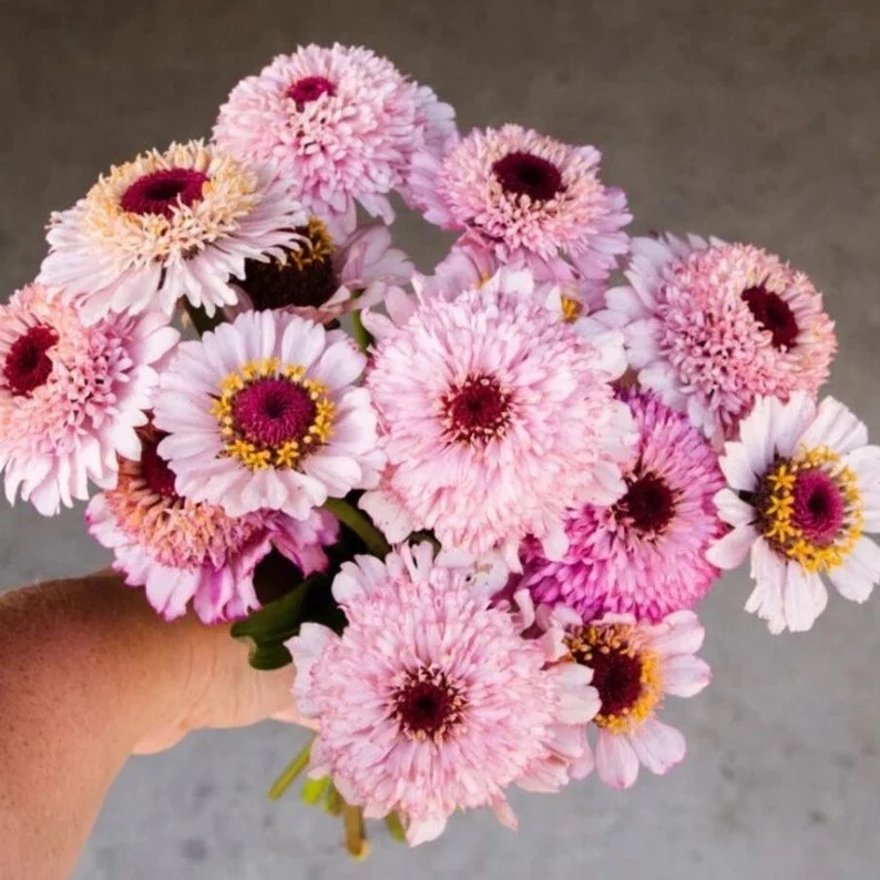 30 Zinnia Seeds Zinderella Lilac Seeds - Etsy | Etsy (US)