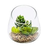 4.7 x 5 Inch Faux Succulent, 1 Realistic Artificial Succulent - In Incline Edge Glass Terrarium, Use | Amazon (US)