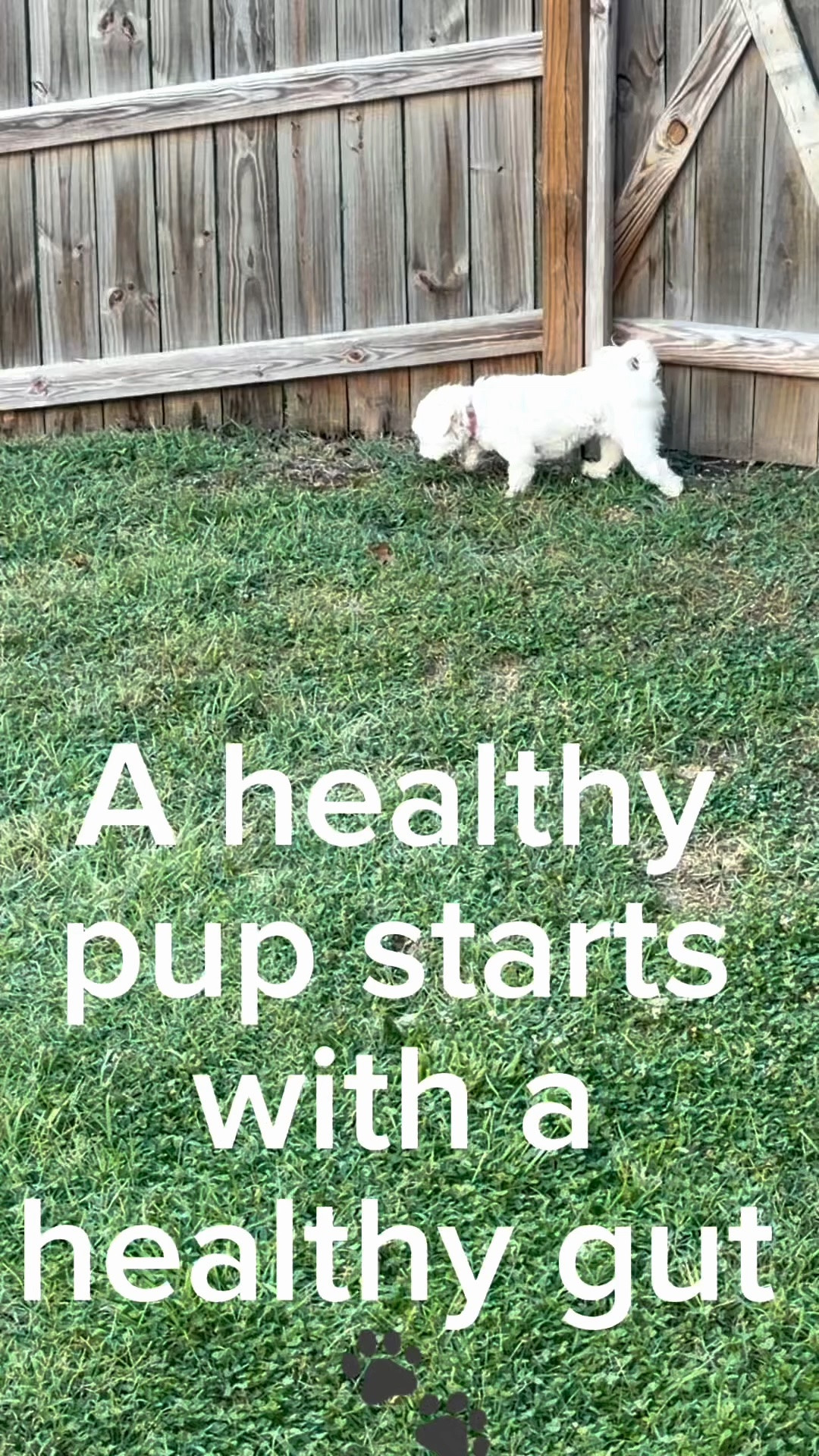 A happy pup starts with a healthy gut! 🐾 Turkey Tail+ combines probiotics with immune support to help keep your fur baby feeling their best—and the bacon flavor makes it an easy addition to their routine. ❤️

#DogHealth #HealthyPup #DogGutHealth #PetWellness #FurBaby

#LTKdayinmylife #LTKmomlife #LTKKids
