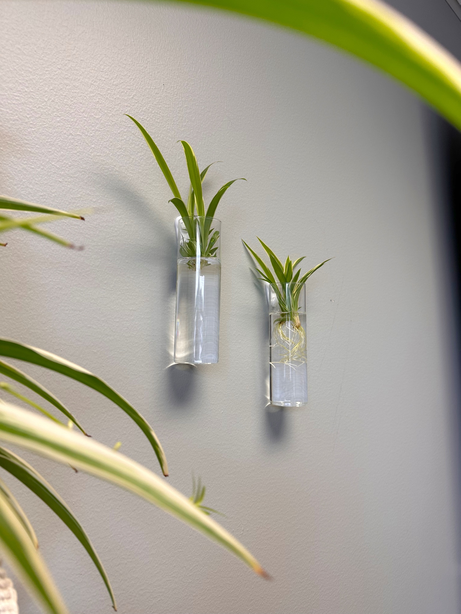 Plant propagation tubes 🌱💚

#LTKhome #LTKSeasonal #LTKFind