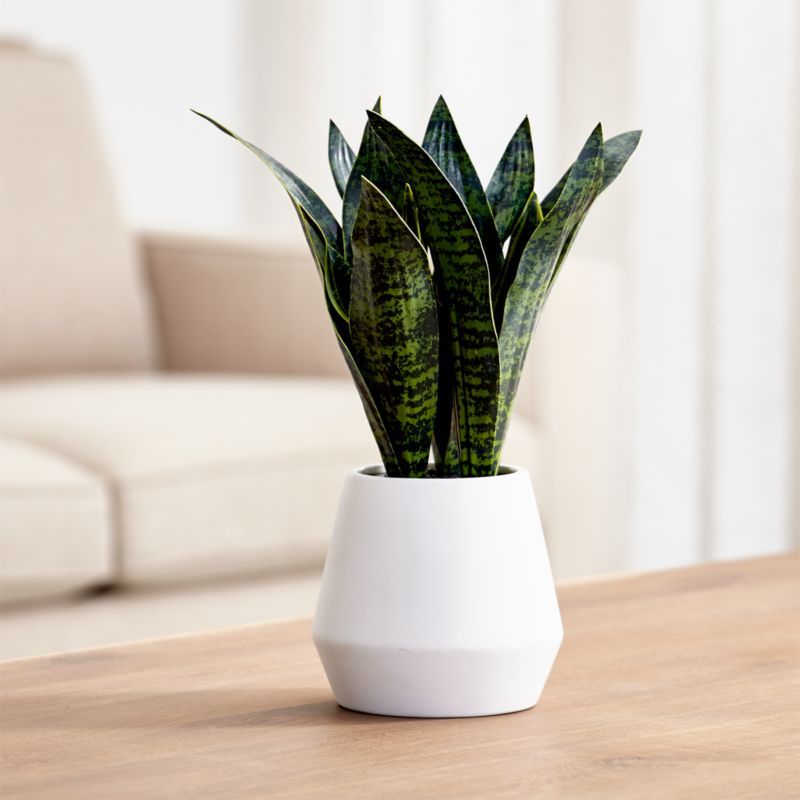 Artificial Snake Plant in Pot + Reviews | Crate and Barrel | Crate & Barrel