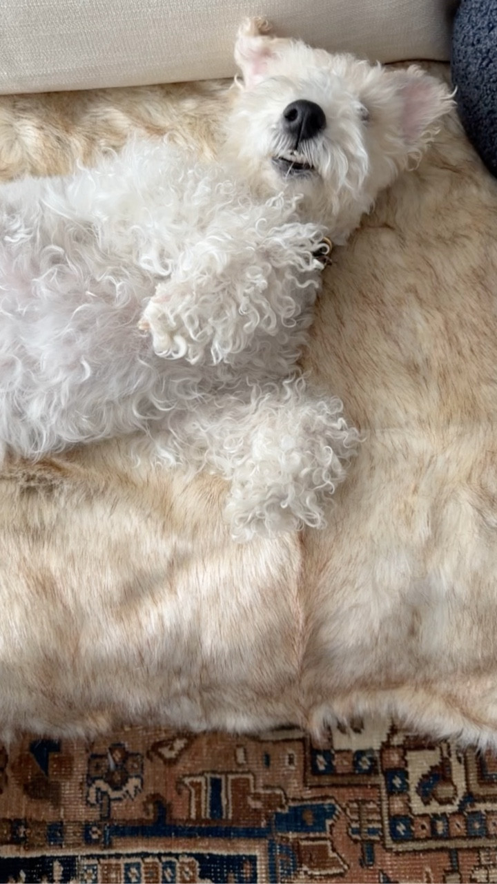 Cute dog essentials...

#LTKHome