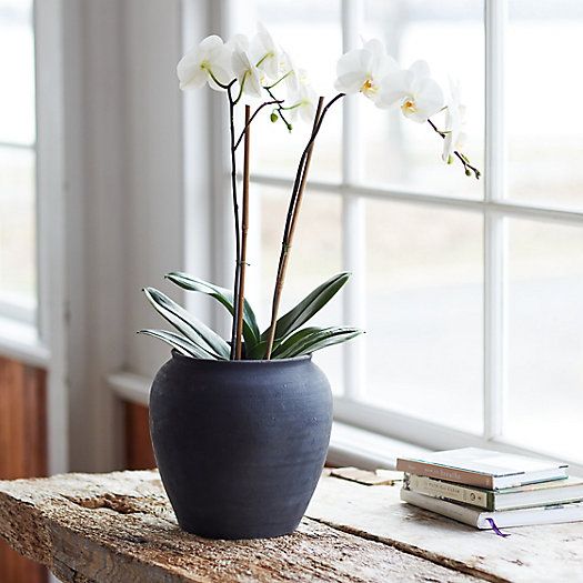 Charcoal Ceramic Rounded Planter | Terrain