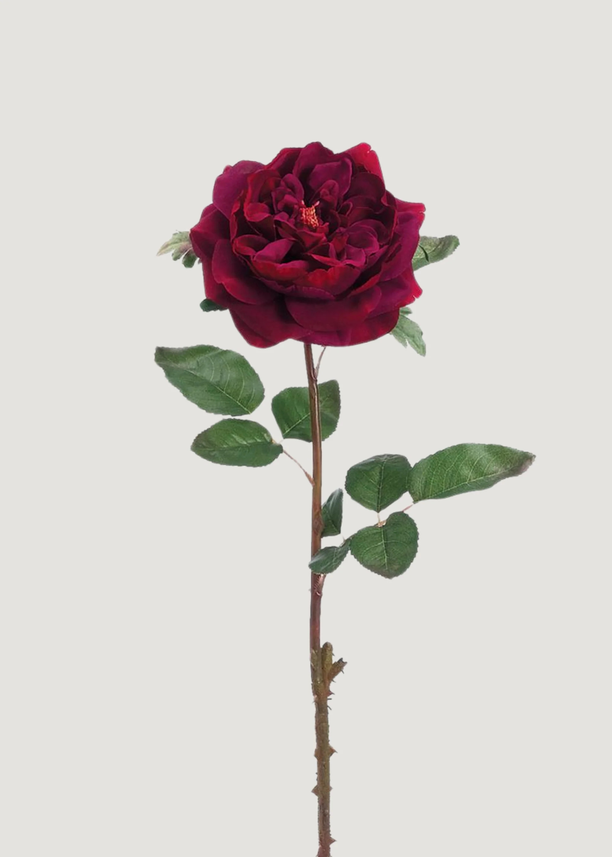 Artificial English Rose in Wine - 20" | Afloral