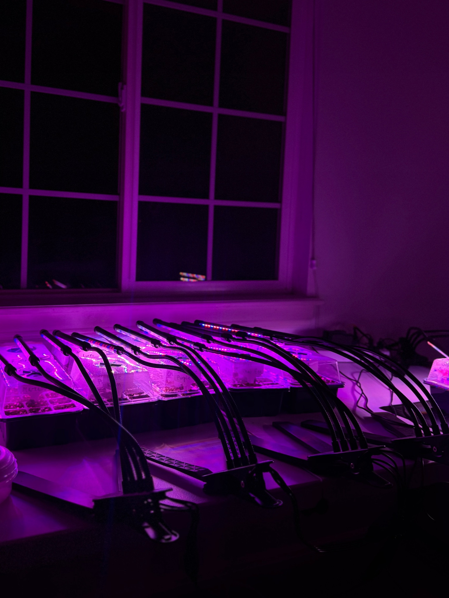 My grow lights for my seeds + seed trays