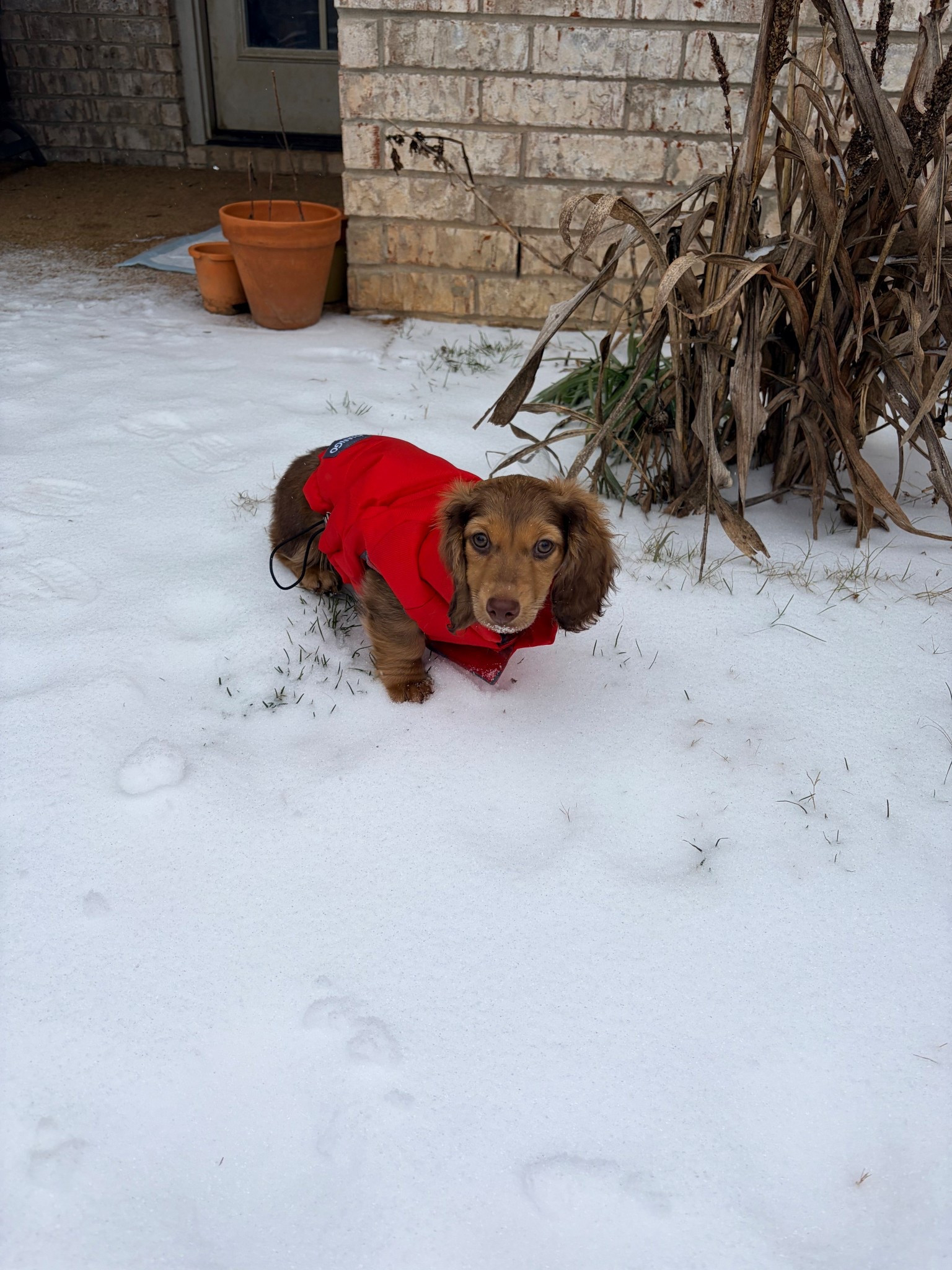 What I ordered for snickers to wear during the winter storm