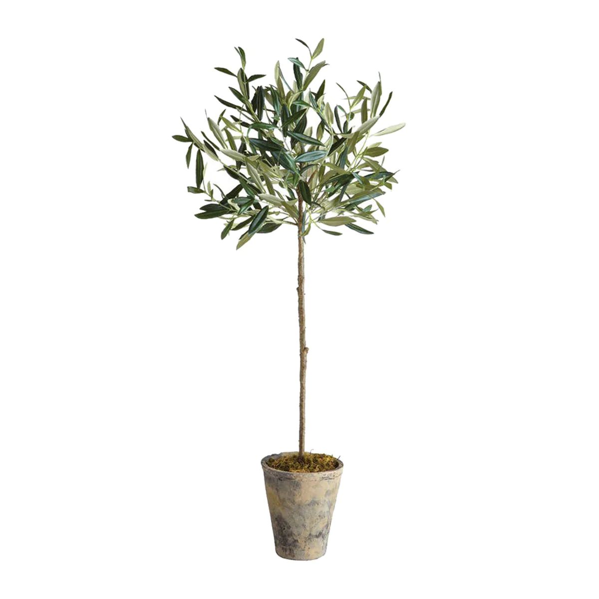 Olive Tree Topiary | Tuesday Made
