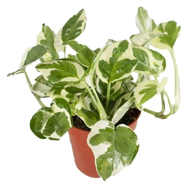 HElectQRIN Pothos 'N Joy - 4" Live Plant - Variegated White and Green Leaves - Easy to Care for -... | Walmart (US)