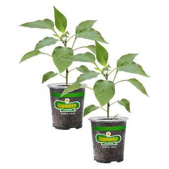 Bonnie Plants Giant Marconi Pepper (2PK) Plant in Pot | Lowe's