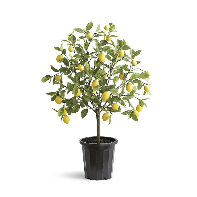 50' Outdoor Lemon Potted Tree | Frontgate | Frontgate